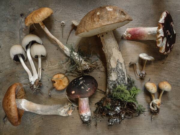 Mushroom consultation